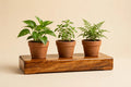 Wooden Stand with Pots — Handcrafted Planter Stand (Varanasi)